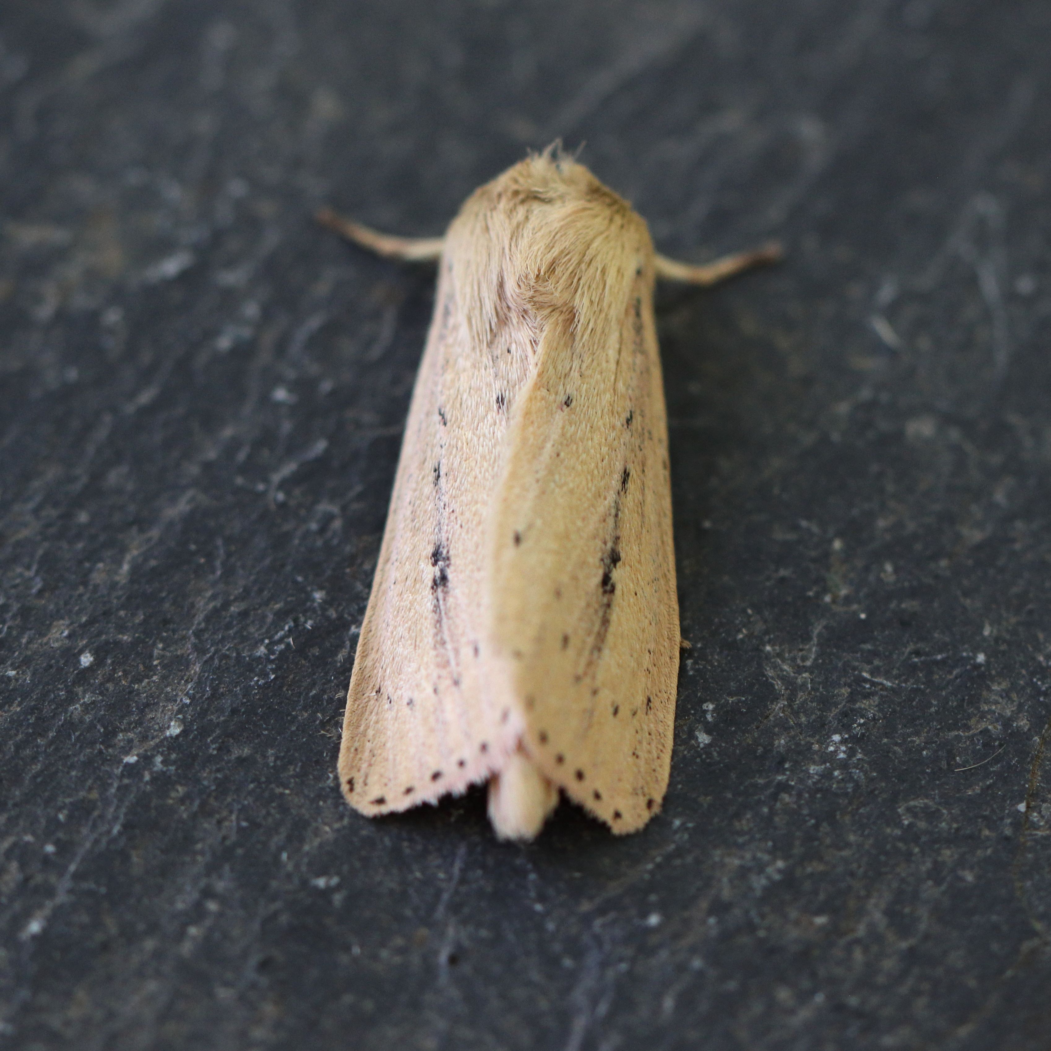 Photo of Webb's Wainscot (Globia sparganii)
